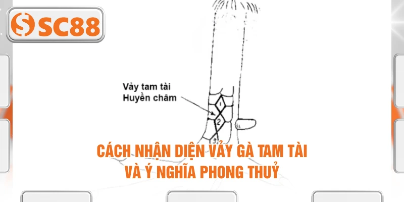 Cách Nhận Diện Vảy Gà Tam Tài Và Ý Nghĩa Phong Thuỷ